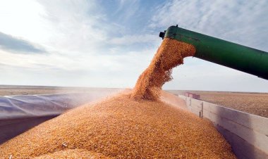 کاهش تولید غلات در اروپا