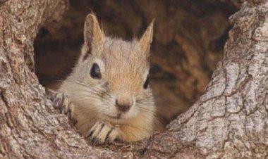 شبیخون قاچاقچیان به سنجاب های زاگرس