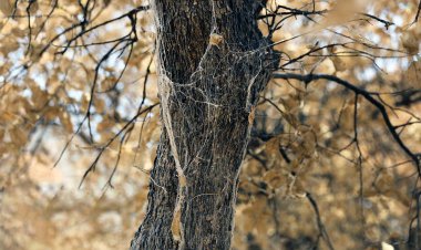 تشکیل کارگروه برای نجات بلوط‌های زاگرس    