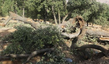 ۳۰ هکتار از درختان بلوط  در فارس قطع شده است