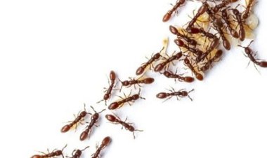 جامعه مورچه‌ها شبیه به شبکه عصبی مغز است   