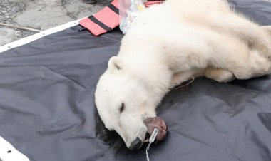 عملیات نجات یک خرس قطبی