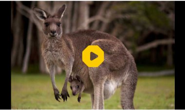 ببینید| مبارزه جانانه مادر برای نجات فرزندش