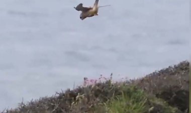 مقاومت عجیب یک پرنده در برابر باد