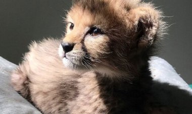 سومین توله ایران رسما «پیروز» نام گرفت