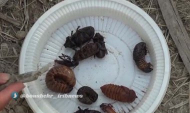 آفت چوب خوار به جان نخیلات استان بوشهر افتاد