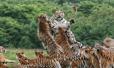 قوی و بزرگوار!