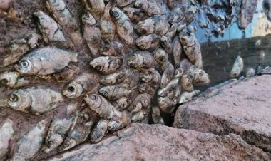 ببینید| مرگ دردناک 1000 تن ماهی