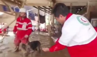 ببینید | بلایی که سر سگ‌ های زنده‌ یاب امام‌زاده داوود آمد