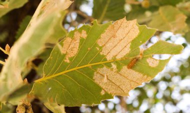 آفت پروانه برگ‌خوار چه زمانی از بین می‌رود؟   