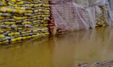 گمرک: احتمال از بین رفتن ۳۰۰ تن برنج‌ باران‌زده