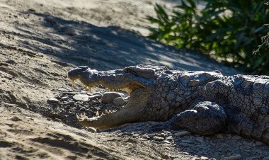 رژه یک تمساح بزرگ در یک روستا پس از بارندگی