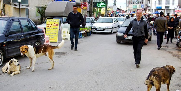 سگ‌های ولگرد در بوشهر عقیم‌ می‌شوند