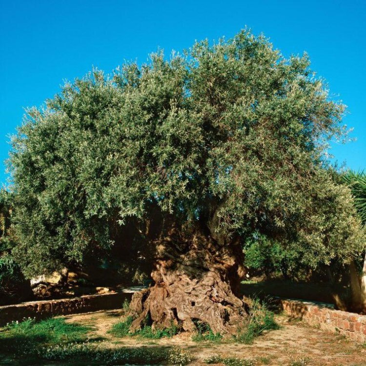 قدیمی‌ترین درخت زیتون دنیا