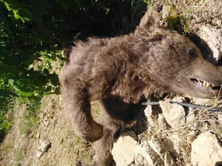 لاشه ۲ خرس در مرودشت پیدا شد