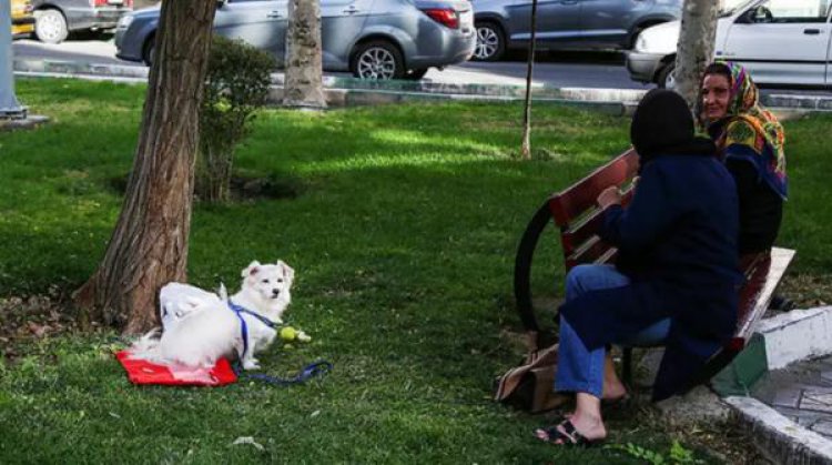ورود سگ‌ به پارک‌های تهران ممنوع شد