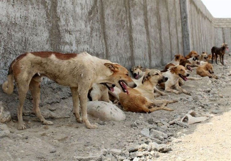 تعداد سگ‌های بی‌صاحب تهران ۴۰۰ هزار قلاده است!