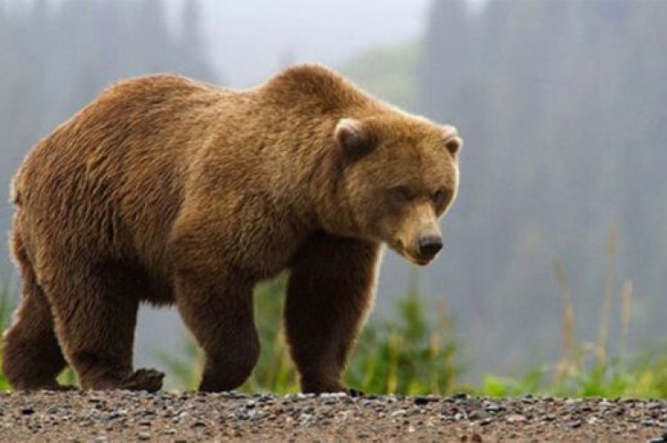دستگیری متخلفان کشتن یک قلاده خرس در ایذه