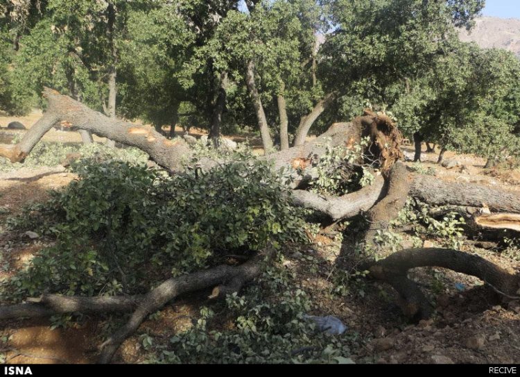 ۳۰ هکتار از درختان بلوط  در فارس قطع شده است