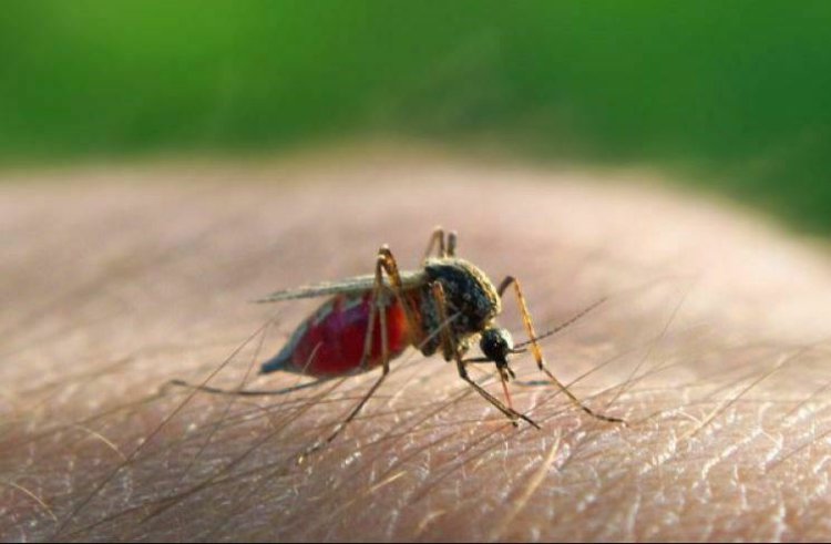 شناسایی پشه‌های ناقل بیماری با تلفن همراه