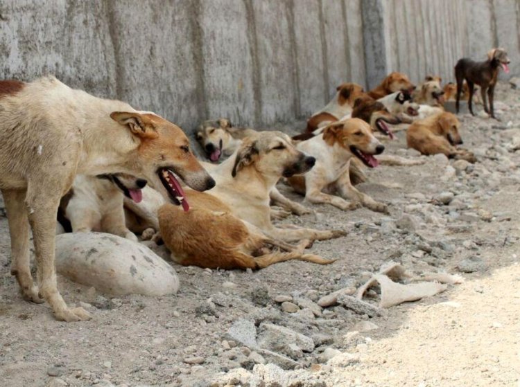 کشتار ۱۰۰۰ سگ عقیم شده