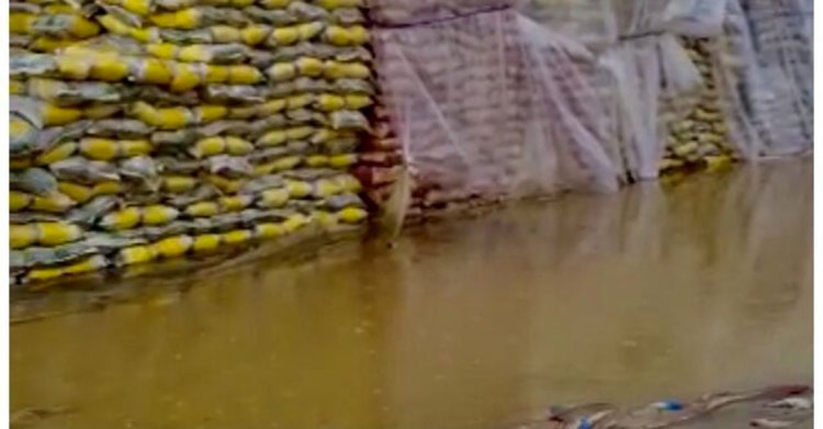 گمرک: احتمال از بین رفتن ۳۰۰ تن برنج‌ باران‌زده