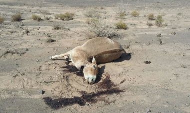 گور ایرانی قربانی بی توجهی راننده