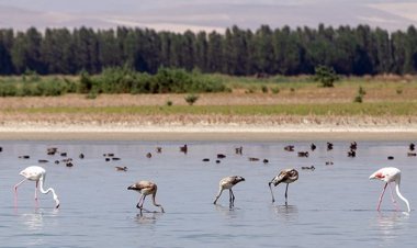 بخت گره خورده بختگان باز شد