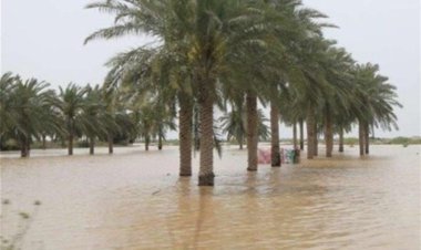 مونسون 100 میلیارد به بخش کشاورزی بوشهر خسارت زد