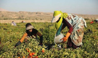 خروج مونسون؛ نکاتی که کشاورزان باید بدانند!