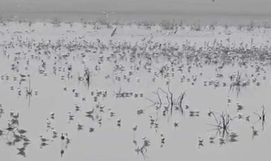 سرشماری بیش از دو هزار پلیکان سفید در هورالعظیم