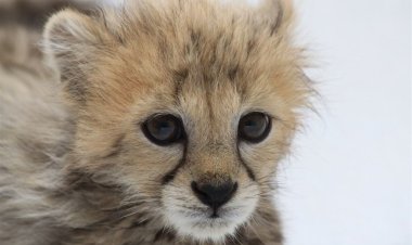 «پیروز» باید به شکل «دست‌آموز» تربیت شود