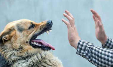 سگ نگهبان صاحبش را به طرز فجیعی خفه کرد