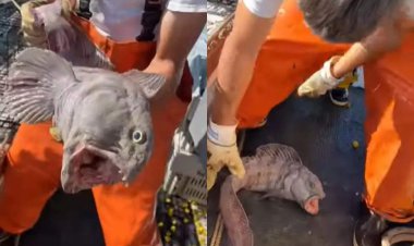 ویدئو| گرگ ماهی کمیاب پس از صید هم حمله می‌کند!