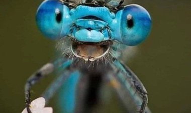 جانور از نمای نزدیک!