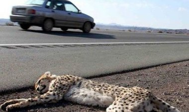 تصاویر دردناک از تلف شدن یوزپلنگ ایران در تصادف جاده‌ای