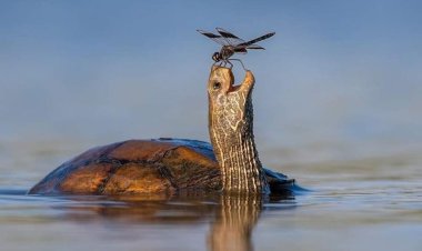 نگاه شگفت زده یک لاکپشت مردابی به سنجاقک!