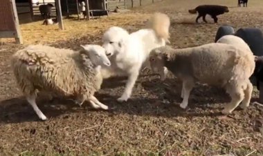 ببینید | حمله عجیب و گروهی سه گوسفند به گرگ بی‌دست‌وپا