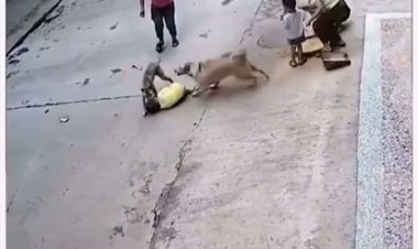 ببینید| نجات انسان از دست سگ توسط یک سگ دیگر!