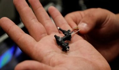 رصد فعالیت عصبی مغز حیوانات با "مینیسکوپ" ابداعی دانشمند ایرانی   