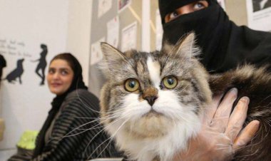 افتتاح هتل پنج ستاره ویژه گربه‌های خانگی در عربستان   