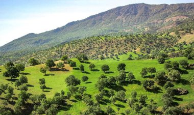 ببینید | بلوط‌های زاگرس شاید از نقشه ایران محو شوند!