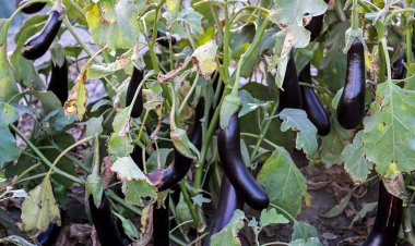 جنجال اهدای بادمجان به خبرنگاران در روز خبرنگار!