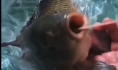 ببینید | گرفتن تست کرونا از ماهی‌های صید شده در چین!