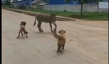 ببینید | نبرد دیدنی دو سگ با یک الاغ