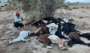 تلف شدن ۳۳ راس دام بر اثر صاعقه در اشکنان