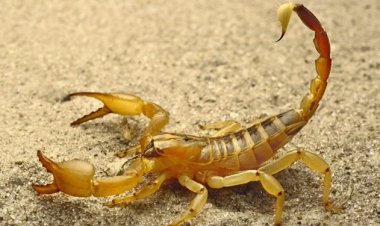 هجوم عقرب های سمی به روستاهای شرق هرمزگان