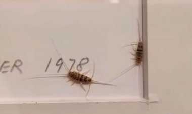 هجوم حشرات به موزه هنرهای معاصر/مدیر موزه: نگران نباشید