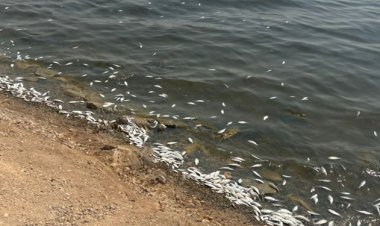 تلف شدن ماهیان‌ دریاچه نمک بندرماهشهر ادامه دارد   