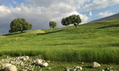 کسی از «جواهر دشت‌»های فارس خبر نداره!